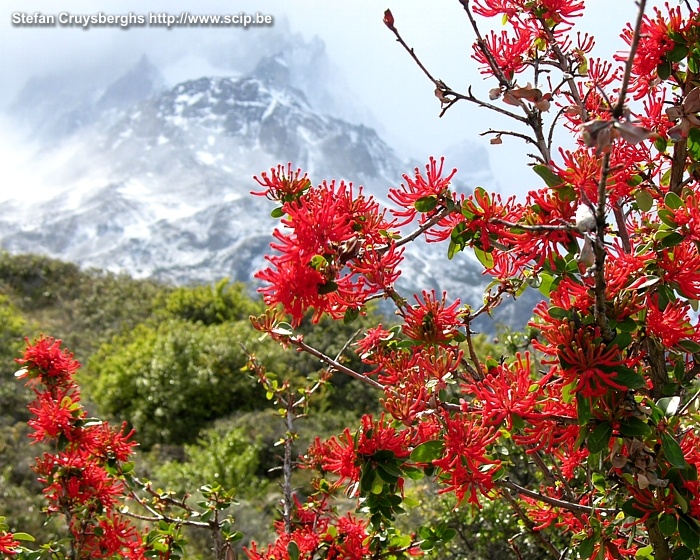 Torres del Paine - Firebush Deze struik met hevig rode bloemen wordt firebush genoemd en komt vrij veel voor in Patagonië. Stefan Cruysberghs